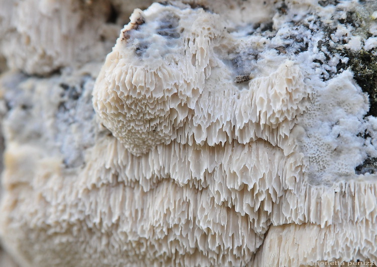 Aphyllophorales corso (Oxyporus latemarginatus)